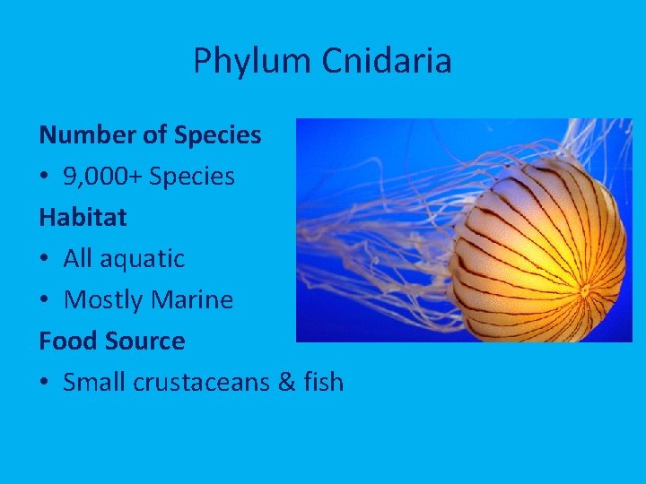 Phylum Cnidaria Number of Species • 9, 000+ Species Habitat • All aquatic •