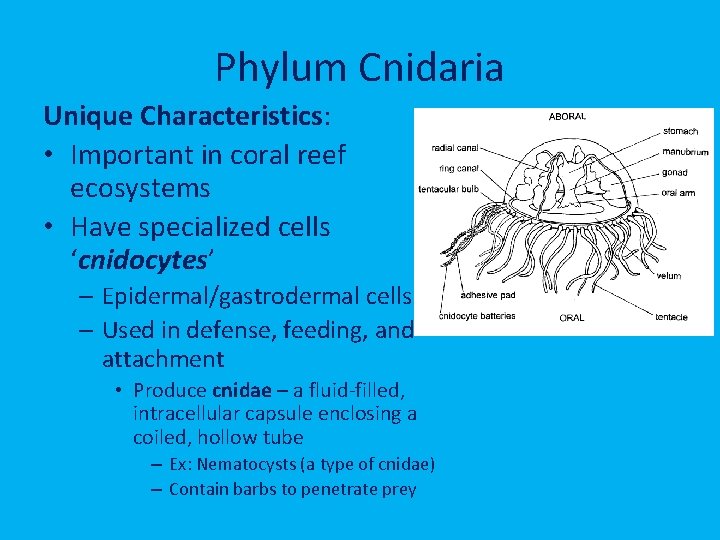 Phylum Cnidaria Unique Characteristics: • Important in coral reef ecosystems • Have specialized cells