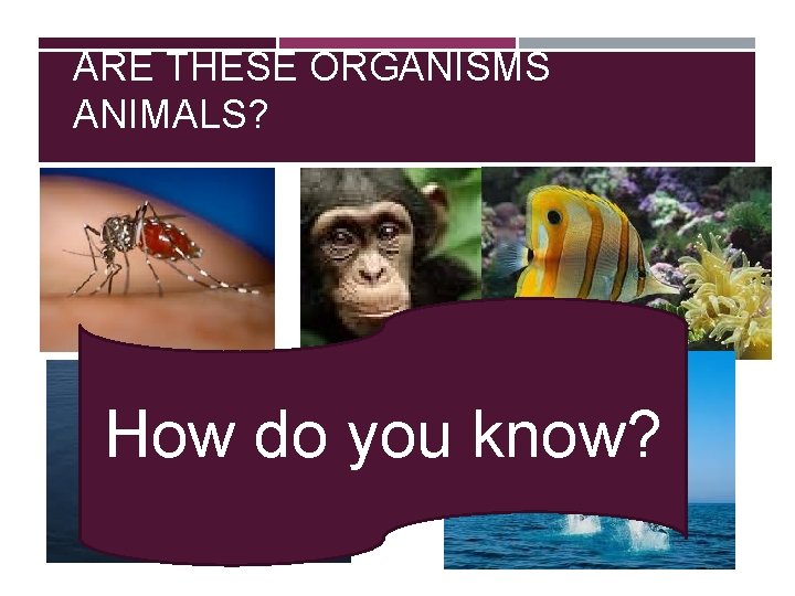 ARE THESE ORGANISMS ANIMALS? How do you know? 