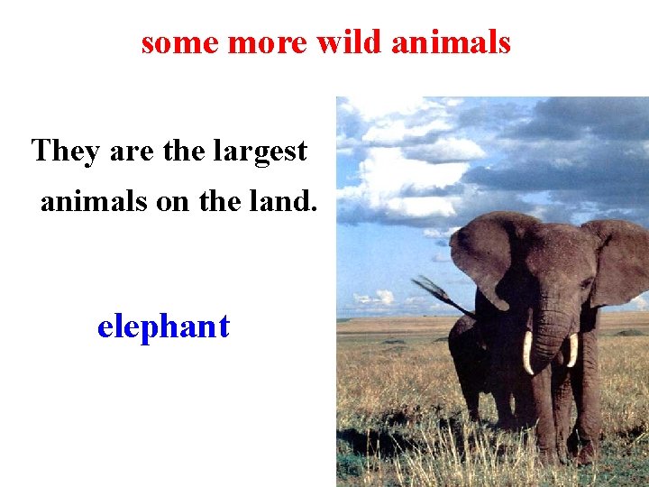 some more wild animals They are the largest animals on the land. elephant 