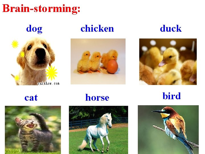 Brain-storming: dog chicken duck cat horse bird 
