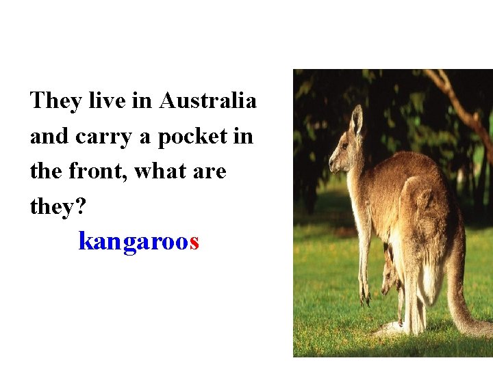 They live in Australia and carry a pocket in the front, what are they?
