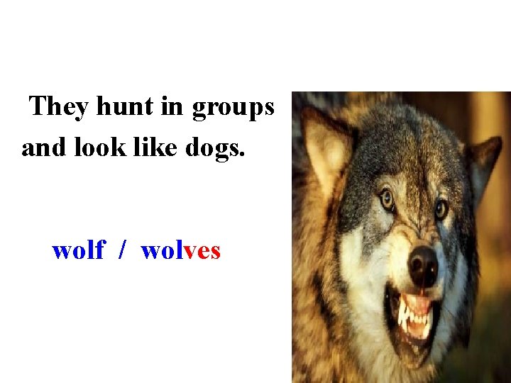 They hunt in groups and look like dogs. wolf / wolves 