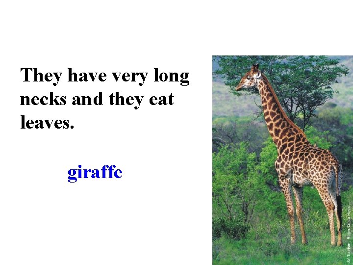 They have very long necks and they eat leaves. giraffe 
