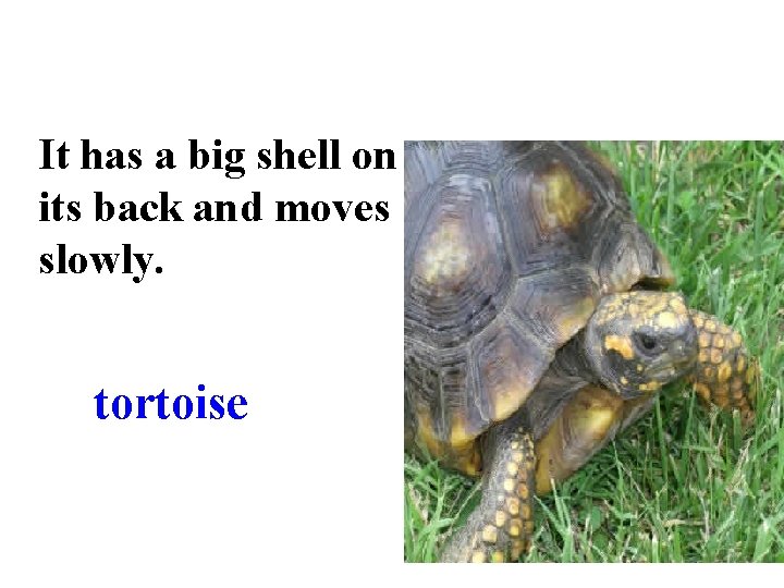 It has a big shell on its back and moves slowly. tortoise 