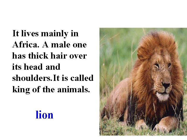 It lives mainly in Africa. A male one has thick hair over its head