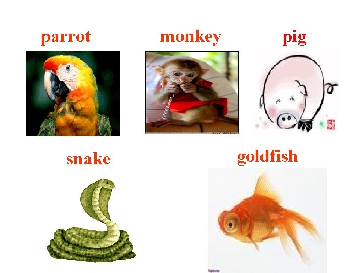 parrot snake monkey pig goldfish 