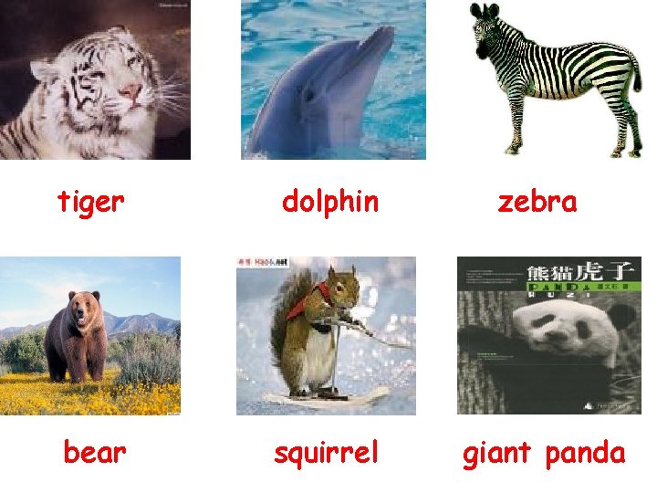 tiger dolphin zebra bear squirrel giant panda 