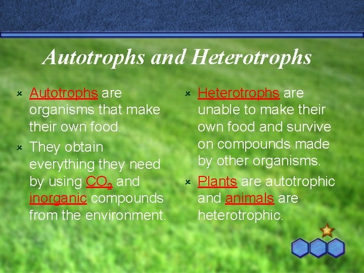 Chapter 10 Photosynthesis Autotrophs And Heterotrophs Autotrophs Are Chapter 10 Photosynthesis Autotrophs And Heterotrophs Autotrophs Are