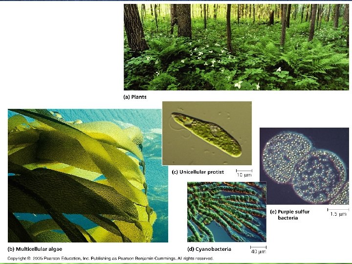 Chapter 10 Photosynthesis Autotrophs And Heterotrophs Autotrophs Are Chapter 10 Photosynthesis Autotrophs And Heterotrophs Autotrophs Are