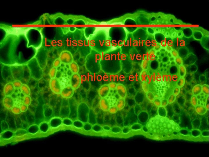 Les tissus vasculaires de la plante verte phloème et xylème Les tissus vasculaires de la plante verte phloème et xylème