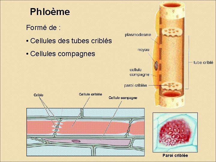 Phloème Formé de : • Cellules des tubes criblés • Cellules compagnes Paroi criblée Phloème Formé de : • Cellules des tubes criblés • Cellules compagnes Paroi criblée