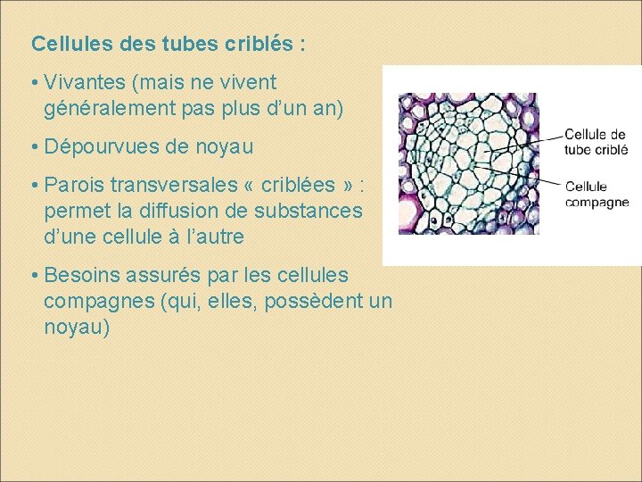 Cellules des tubes criblés : • Vivantes (mais ne vivent généralement pas plus d’un Cellules des tubes criblés : • Vivantes (mais ne vivent généralement pas plus d’un