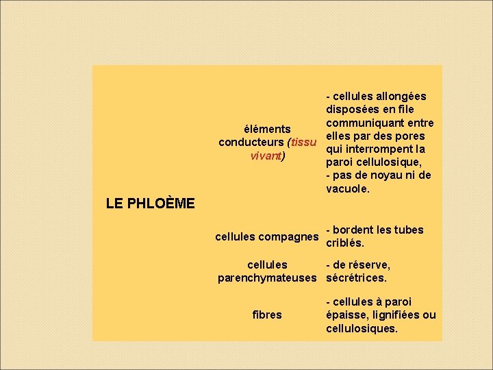 - cellules allongées disposées en file communiquant entre éléments elles par des pores conducteurs - cellules allongées disposées en file communiquant entre éléments elles par des pores conducteurs