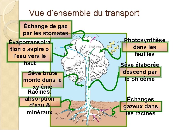 Vue d’ensemble du transport Échange de gaz par les stomates Évapotranspira tion « aspire Vue d’ensemble du transport Échange de gaz par les stomates Évapotranspira tion « aspire