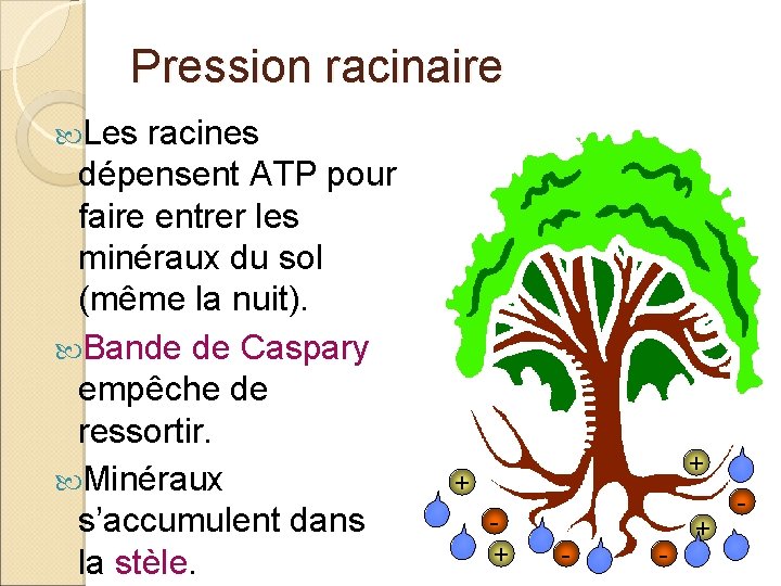 Pression racinaire Les racines dépensent ATP pour faire entrer les minéraux du sol (même Pression racinaire Les racines dépensent ATP pour faire entrer les minéraux du sol (même