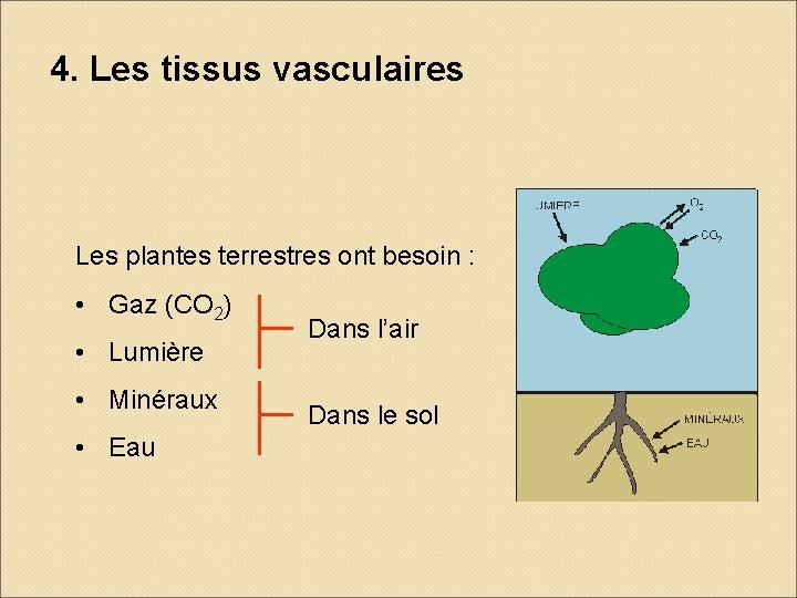 4. Les tissus vasculaires Les plantes terrestres ont besoin : • Gaz (CO 2) 4. Les tissus vasculaires Les plantes terrestres ont besoin : • Gaz (CO 2)