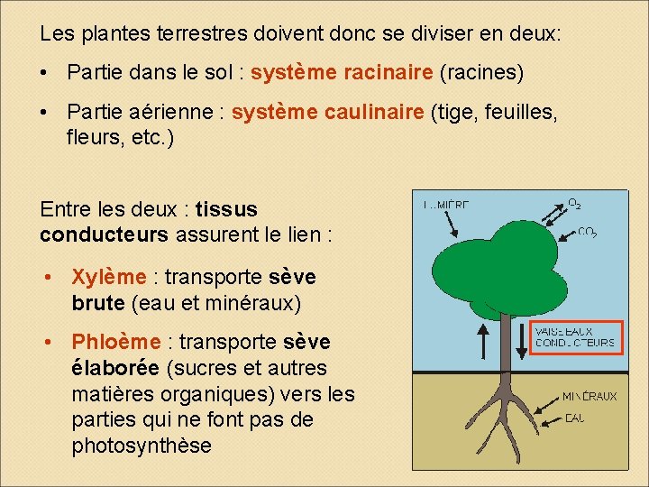 Les plantes terrestres doivent donc se diviser en deux: • Partie dans le sol Les plantes terrestres doivent donc se diviser en deux: • Partie dans le sol