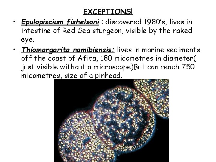 EXCEPTIONS! • Epulopiscium fishelsoni : discovered 1980’s, lives in intestine of Red Sea sturgeon,