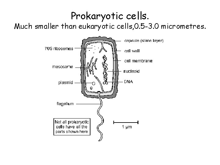 Prokaryotic cells. Much smaller than eukaryotic cells, 0. 5 -3. 0 micrometres. 