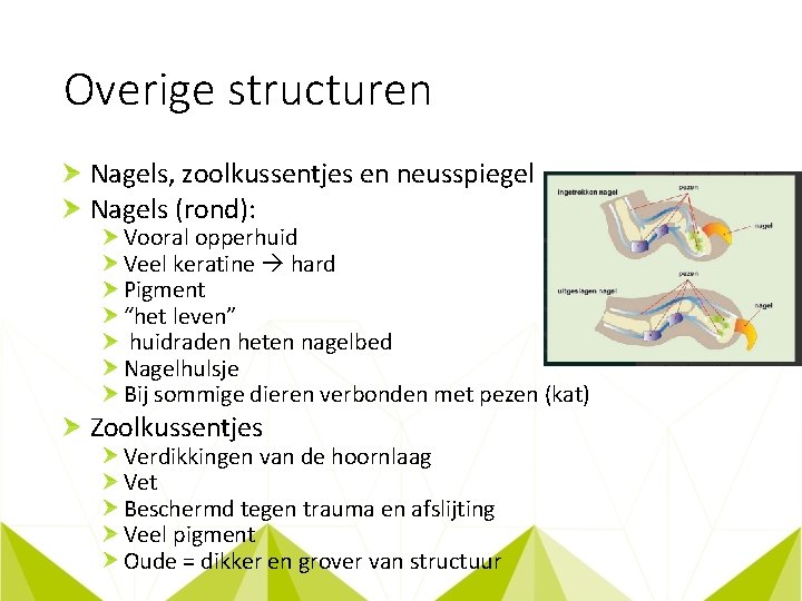 Overige structuren Nagels, zoolkussentjes en neusspiegel Nagels (rond): Vooral opperhuid Veel keratine hard Pigment