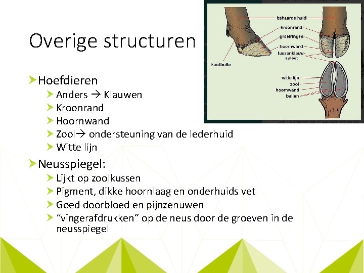Overige structuren Hoefdieren Anders Klauwen Kroonrand Hoornwand Zool ondersteuning van de lederhuid Witte lijn