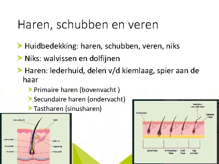 Haren, schubben en veren Huidbedekking: haren, schubben, veren, niks Niks: walvissen en dolfijnen Haren: