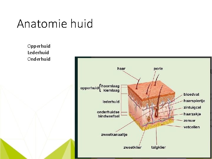 Anatomie huid Opperhuid Lederhuid Onderhuid 