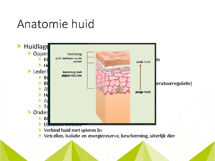 Anatomie huid Huidlagen: Opperhuid Kiemlaag: Cellen, keratine (bescherming), pigmentcellen Hoornlaag: Slijt af huidschilfers. Eelt.