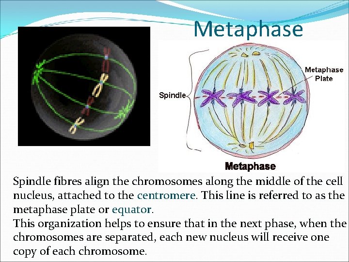 Metaphase Spindle fibres align the chromosomes along the middle of the cell nucleus, attached