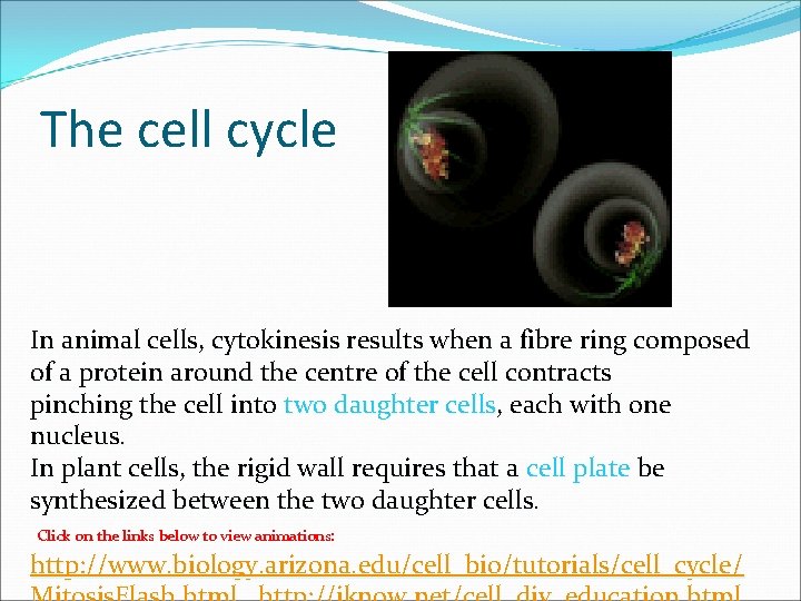 The cell cycle In animal cells, cytokinesis results when a fibre ring composed of