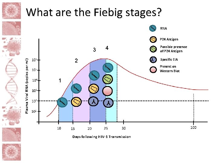 What are the Fiebig stages? RNA P 24 Antigen Possible presence of P 24