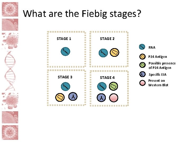 What are the Fiebig stages? STAGE 1 STAGE 2 RNA P 24 Antigen Possible