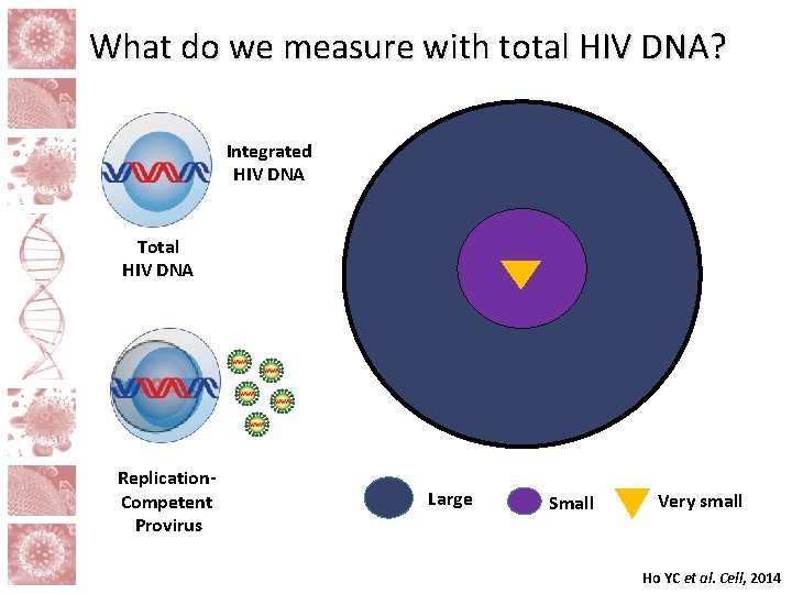What do we measure with total HIV DNA? Integrated HIV DNA Total HIV DNA