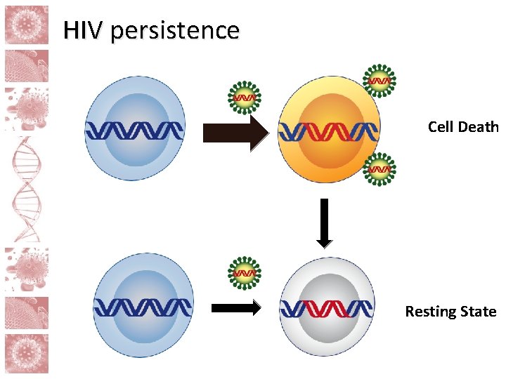 HIV persistence Cell Death Resting State 