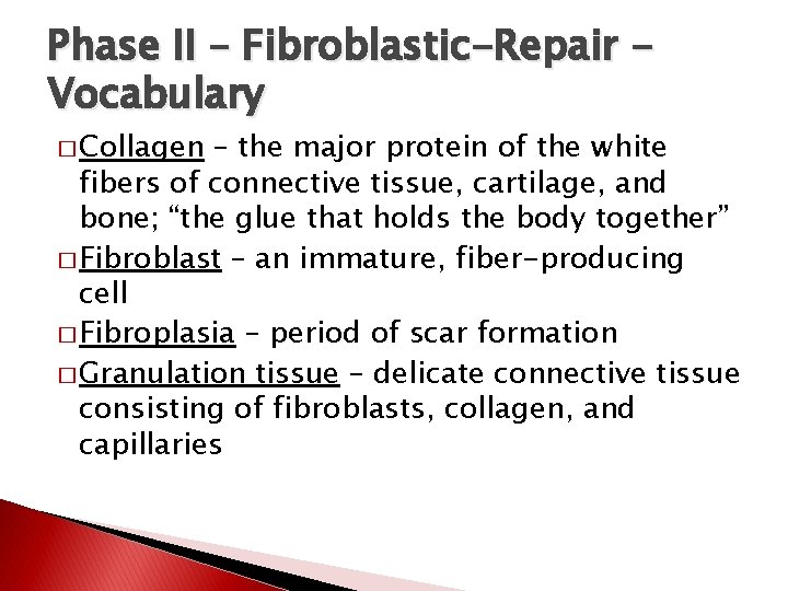 Phase II – Fibroblastic-Repair Vocabulary � Collagen – the major protein of the white