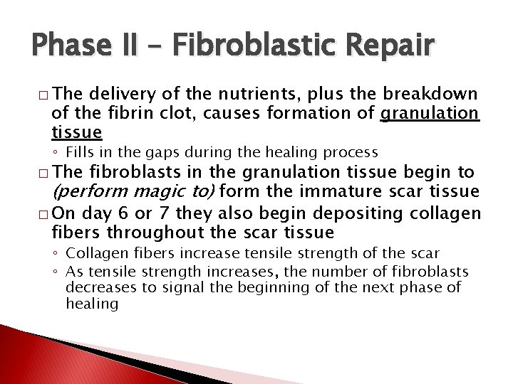 Phase II – Fibroblastic Repair � The delivery of the nutrients, plus the breakdown