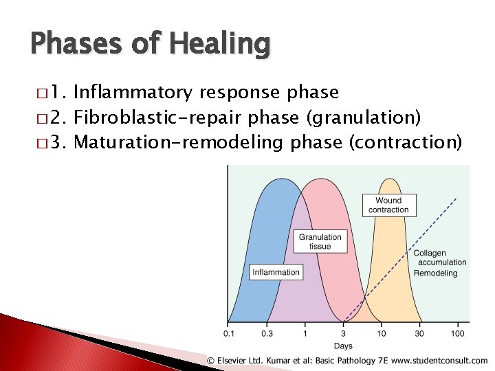 Phases of Healing � 1. Inflammatory response phase � 2. Fibroblastic-repair phase (granulation) �