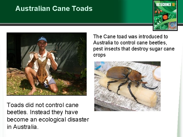 Australian Cane Toads The Cane toad was introduced to Australia to control cane beetles,