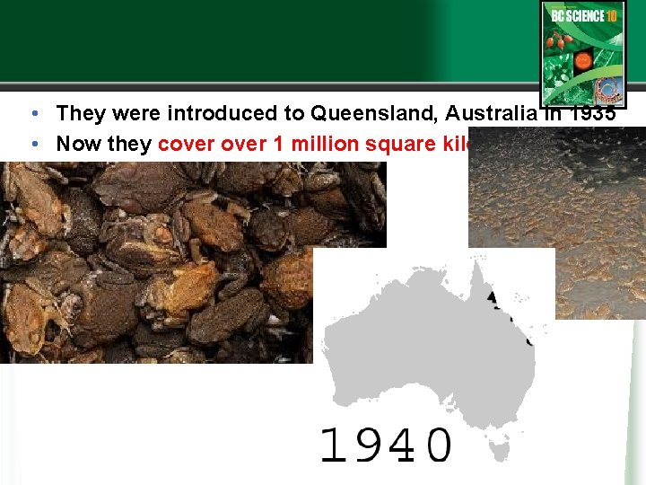  • They were introduced to Queensland, Australia in 1935 • Now they cover