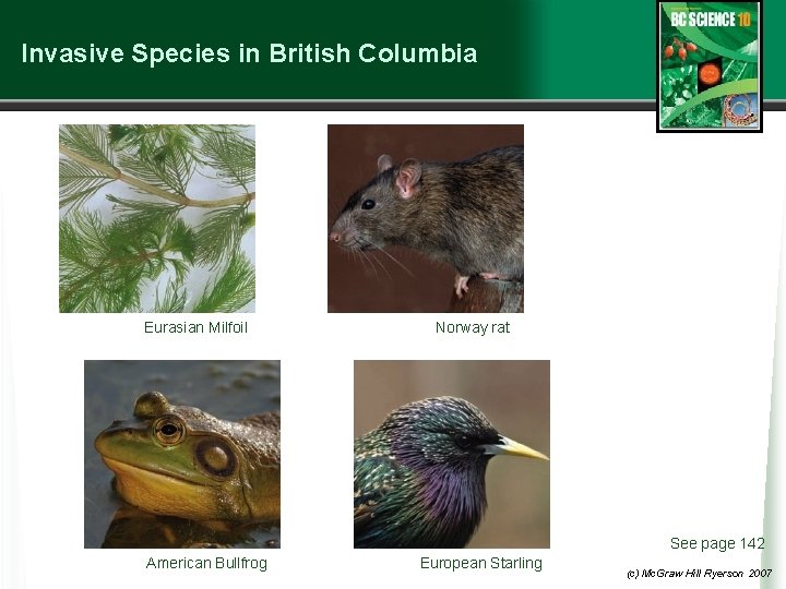 Invasive Species in British Columbia Eurasian Milfoil Norway rat See page 142 American Bullfrog