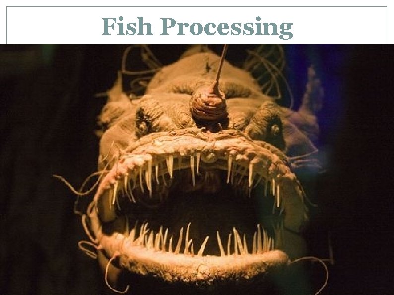 Fish Processing 3/30/14 
