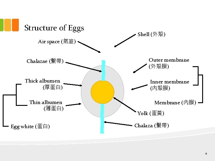 Structure of Eggs Shell (外殼) Air space (氣室) Chalazae (繫帶) Outer membrane (外殼膜) Thick