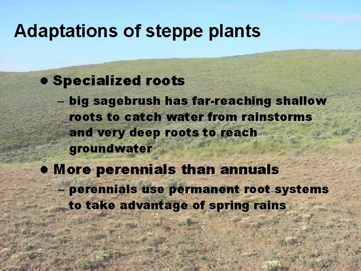 Adaptations of steppe plants l Specialized roots – big sagebrush has far-reaching shallow roots