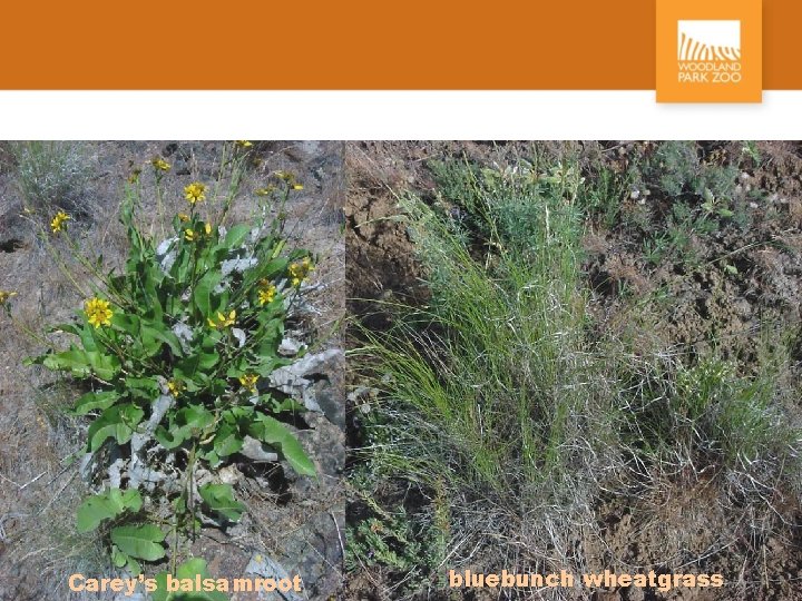 Carey’s balsamroot bluebunch wheatgrass 