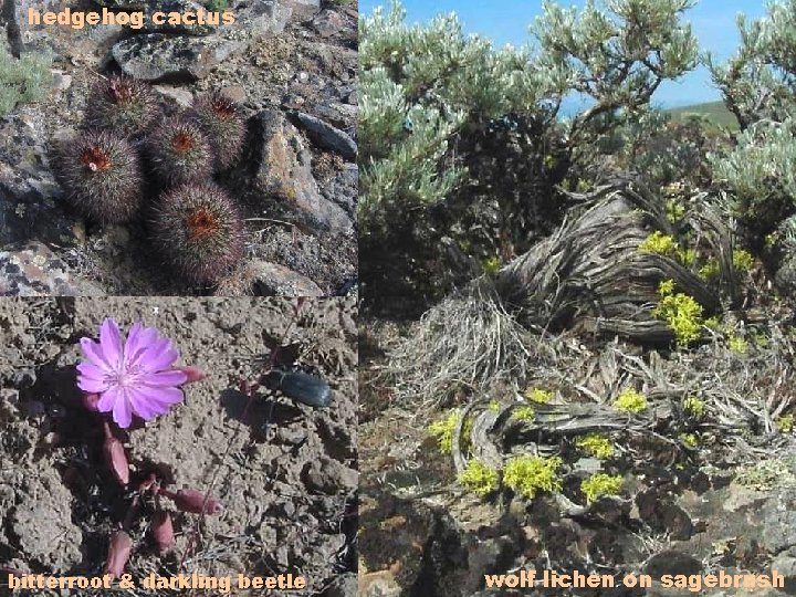 hedgehog cactus bitterroot & darkling beetle wolf lichen on sagebrush 