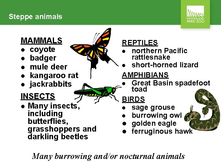 Steppe animals MAMMALS l coyote l badger l mule deer l kangaroo rat l