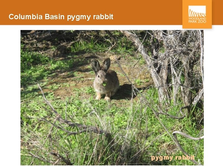 Columbia Basin pygmy rabbit 