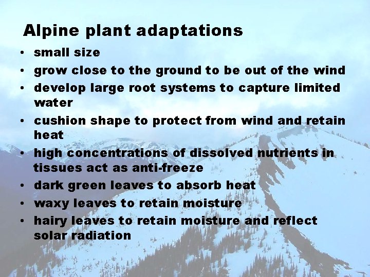 Alpine plant adaptations • small size • grow close to the ground to be