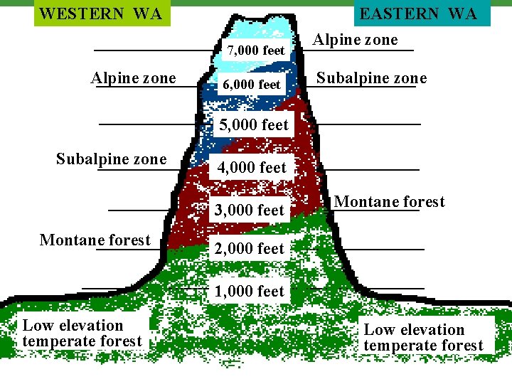 WESTERN WA 7, 000 feet Alpine zone 6, 000 feet EASTERN WA Alpine zone